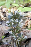 Virginia pennywort